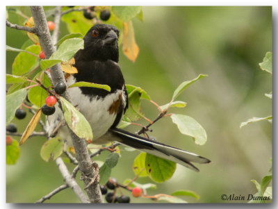 Tohi  flanc roux - Rufous-sided Towhee