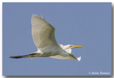 Grande Aigrette - Great Egret