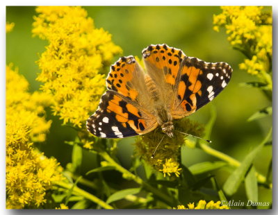 Belle Dame - Painted Lady