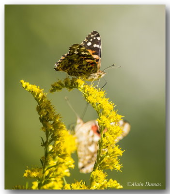 Belle Dame - Painted Lady