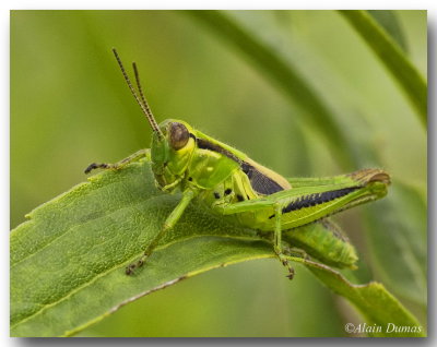 Mlanople biray - Yellow-striped Grasshopper