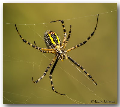 Argiope - Golden Garden Spider