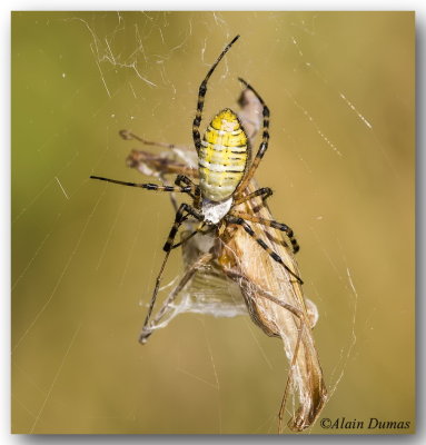 Banded Argiope