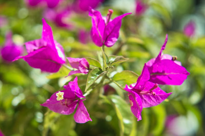 IMG09765.jpg