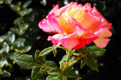 Roses