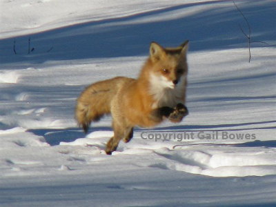 freddy fox.JPG