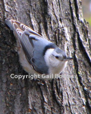 Nuthatch