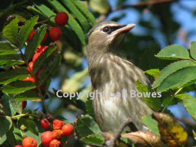 Young Cedar Waxwing