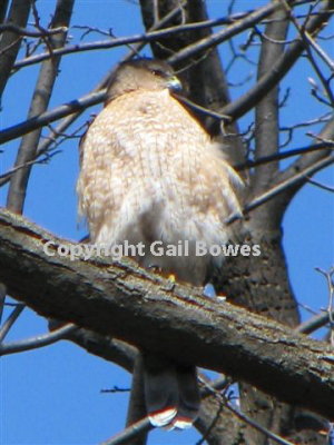 Cooper's Hawk