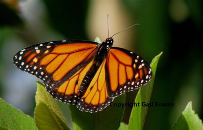 Monarch Butterfly