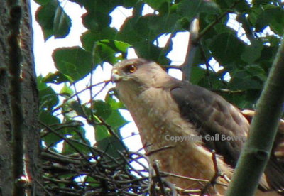 Cooper's Hawk