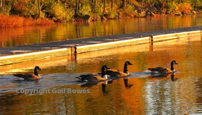 Canada Geese Getting Ready For The Flight