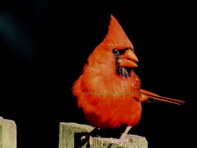 Red Cardinal