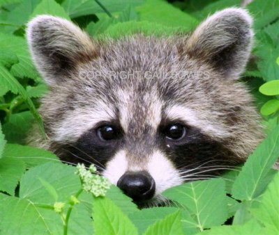 Raccoon