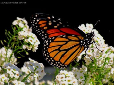 Monarch Butterfly