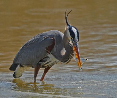 Great Blue Heron
