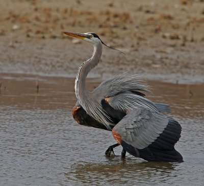 Great Blue Heron