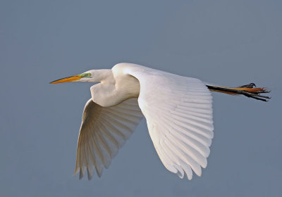 Great Egret