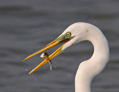 Great Egret