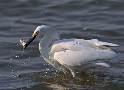 Snowy Egret