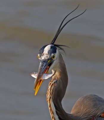 Great Blue Heron