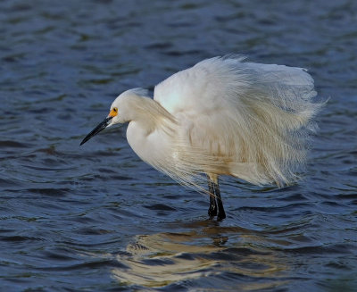 Snowy Egret