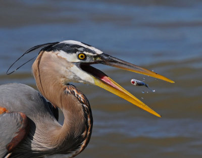 Great Blue Heron
