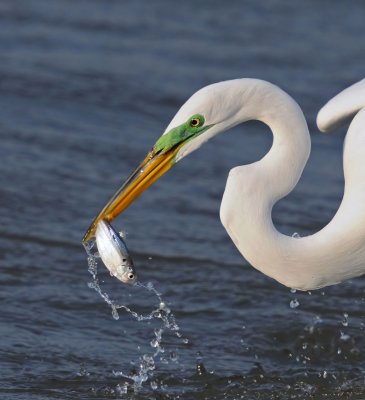 Great Egret