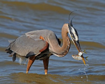 Great Blue Heron