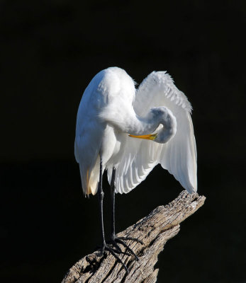 Great Egret
