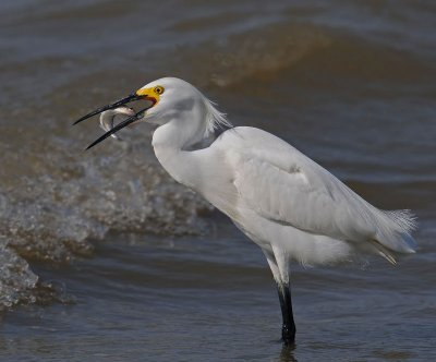Snowy Egret