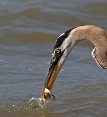 Great Blue Heron
