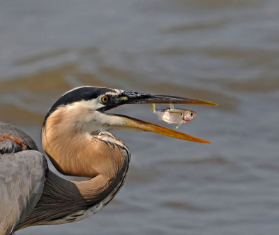 Great Blue Heron