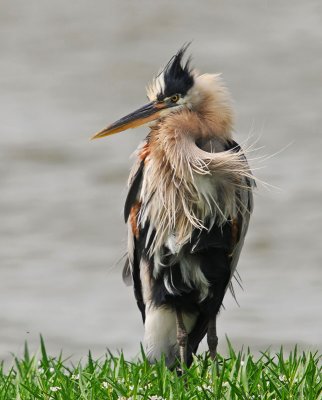 Great Blue Heron