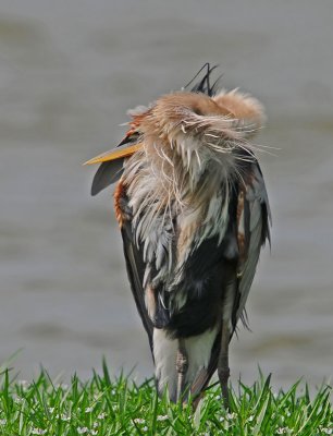 Great Blue Heron