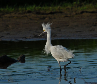 Snowy Egret