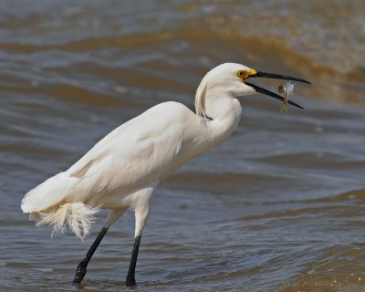 Snowy Egret