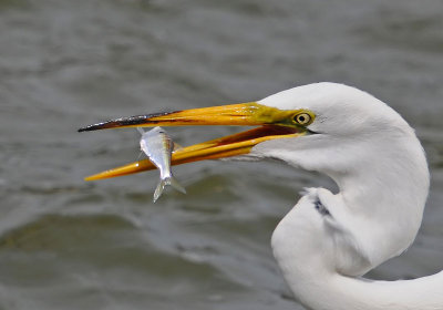 Great Egret