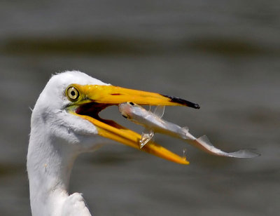 Great Egret