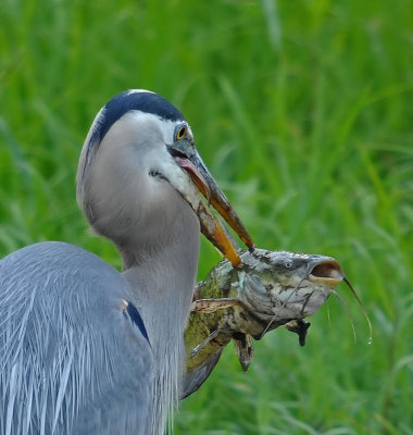 Great Blue Heron