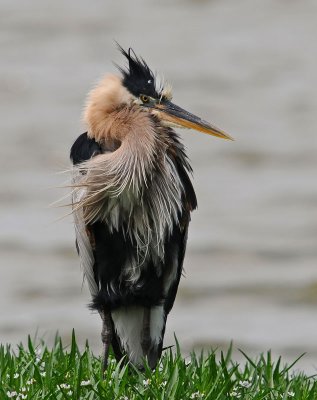 Great Blue Heron