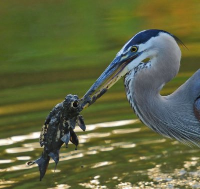 Great Blue Heron