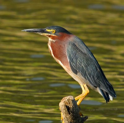 Green Heron