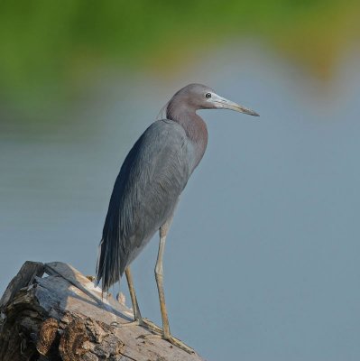 Little Blue Heron