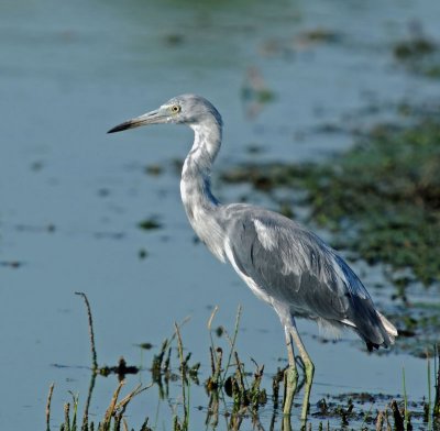 Little Blue Heron, juvenile