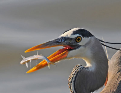 Great Blue Heron