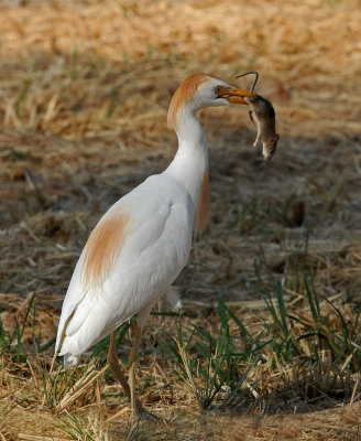 Cattle Egret and Mouse