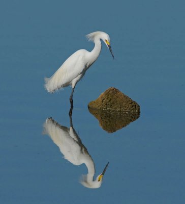 Snowy Egret