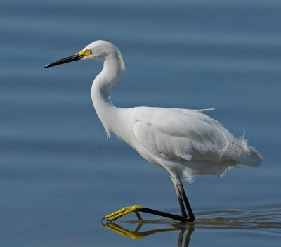 Snowy Egret