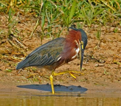 Green Heron